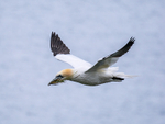 Gannet