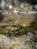 Common Shore Crab (Carcinus maenas) underwater, Clevedon Somerset