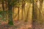 z2364 Misty Morning Glow, Firestone Copse