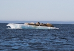 Walrus 9239