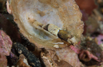 Philocheras fasciatus