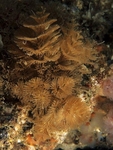 Bugula turbinata