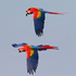 Macaw's
