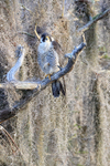 Peregrine Falcon perched at Blue Cypress Lake, Florida