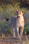 Early morning alert lioness