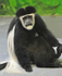 Colobus Monkey