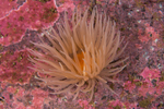 Protanthea simplex