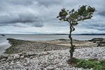 Jenny Browns Point Silverdale