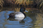 Scaup