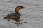 Pied Billed Grebe