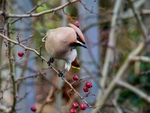 Waxwing