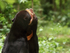 Sun Bear confrontation, Phnom Tamao, Cambodia