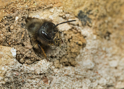Female[i] Osmia bicornis[/i], Warwickshire, April 2014. Clearing out materials from an old nesting site.