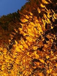 Golden Leaf Layers