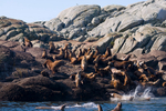 Sea Lions - 2905