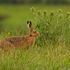 Brown Hare and Thistles