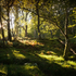Wicklow Woodland