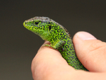 Sand Lizard (breeding male), Arne RSPB, Dorset