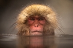 Japanese Macaque