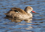 Cape Teal 1