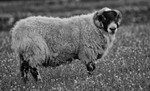 _D4R3867_bw