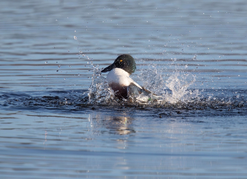 Northern shoveler - Leighton Moss RSPB - Lancashire