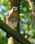 Sparrowhawk (juvenile) perched on a branch
