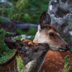 Sika Deer, Glendalough, Co Wicklow