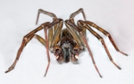Black Lace Web Spider, Male