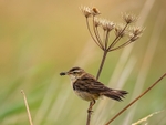 Sedge Warbler