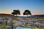 Two Trees