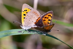 Small Copper - mating pair