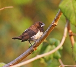 White Rumped Munia