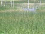 SKY LAKE DETAIL - BRUCE COUNTY