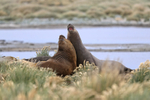 Young male Elephant Seals sparring, Sea Lion Island, Falklands