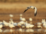 Juvenile Snow Goose flying low over South Pond, Bosque del Apache