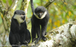 L'hoest monkey (cercopithèque)
