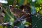 African Moustached Warbler portfolio