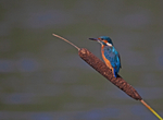 Kingfisher - Alcedo atthis