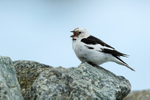 Male Snow Bunting singing, Jokulsarlon, Iceland