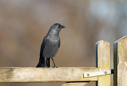 Hedgerows and Woodland portfolio