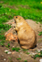 Black-tailed Prarie Dog - DSC_9625