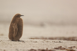 King Penguin chick on beach, Saunders Island, Falklands