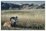 Wildlife Portfolio - 09