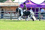 SBM_11638