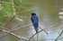 Swallow