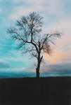 TheTree2007Layer900092
