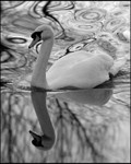 Mute Swan (Cygnus olor)