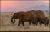Elephants at dusk