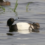 Tufted Duck (Aythya fuligula) M